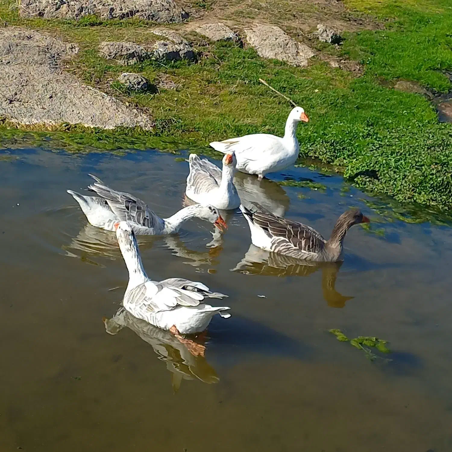 دو عدد غاز هر کدوم ب قیمت یکو ششصد|حیوانات مزرعه|ارشق, |دیوار