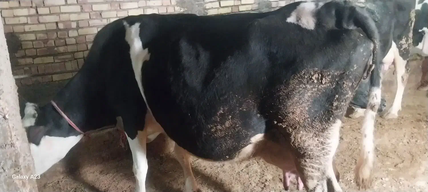 گو ساله|حیوانات مزرعه|قیدار, |دیوار