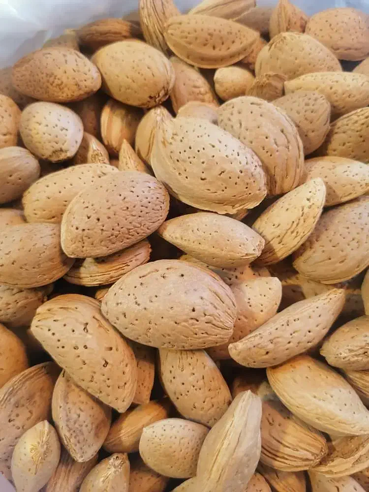 فروش بادام سنگی آبی|خوردنی و آشامیدنی|شیراز, دلگشا|دیوار