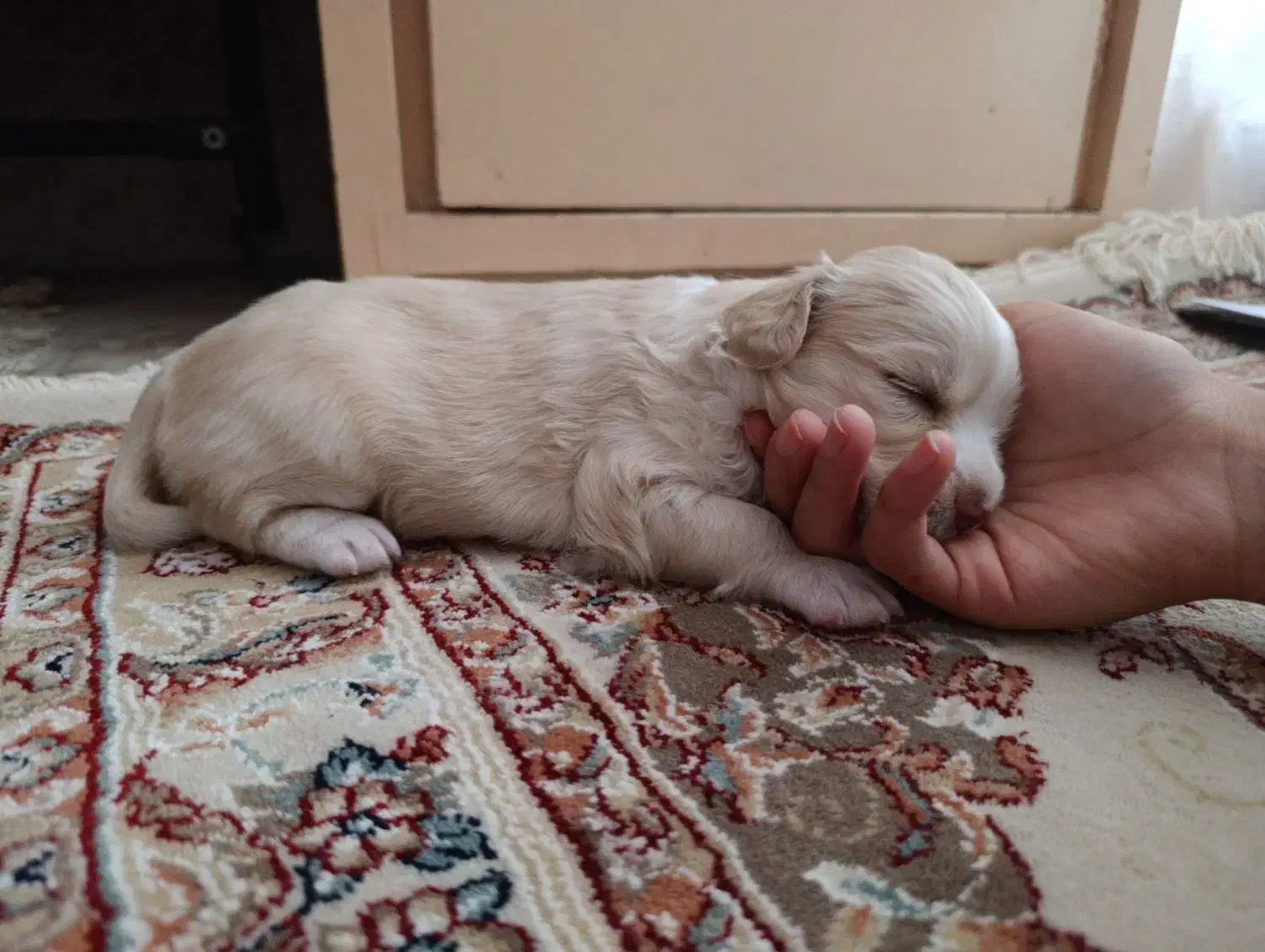 واگذاری سگ ماده|سگ|کرمان, |دیوار