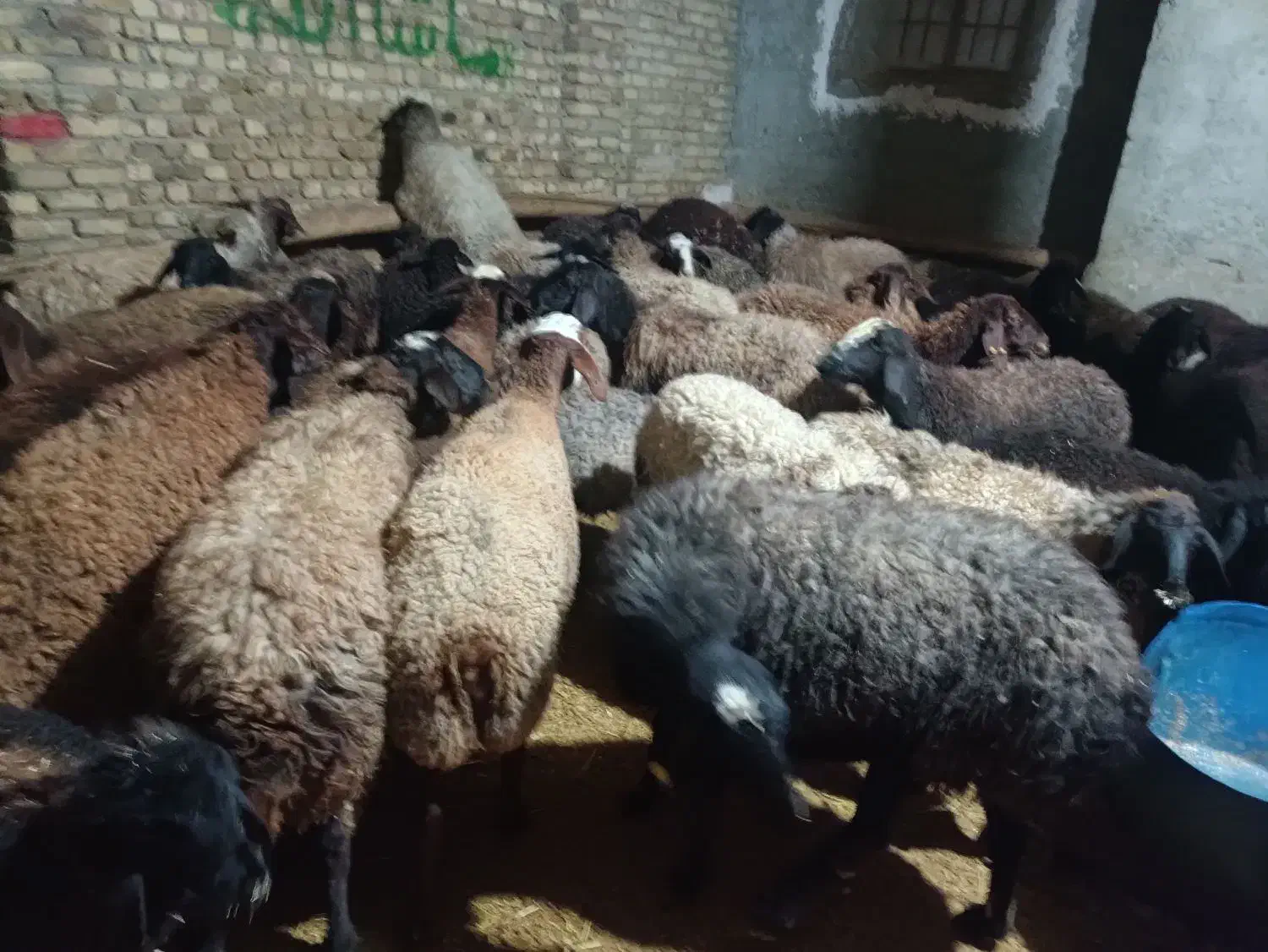 گوسفند جوان آبستن|حیوانات مزرعه|قزوین, |دیوار