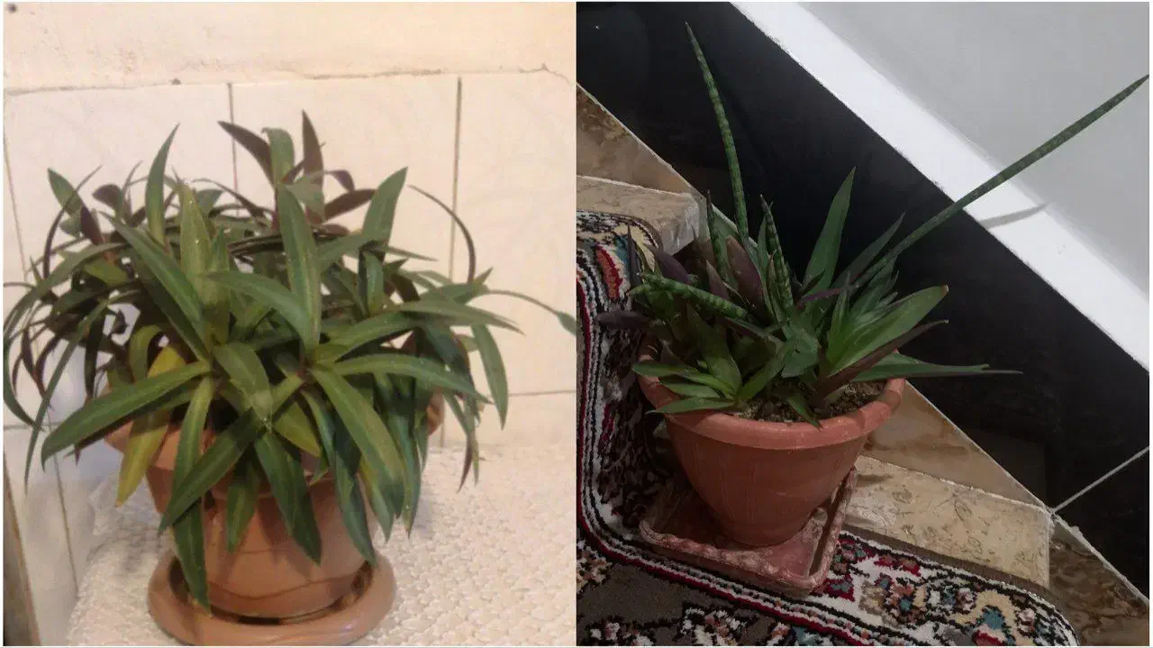 گل و گلدان طبیعی|عمدهفروشی|بوکان, |دیوار