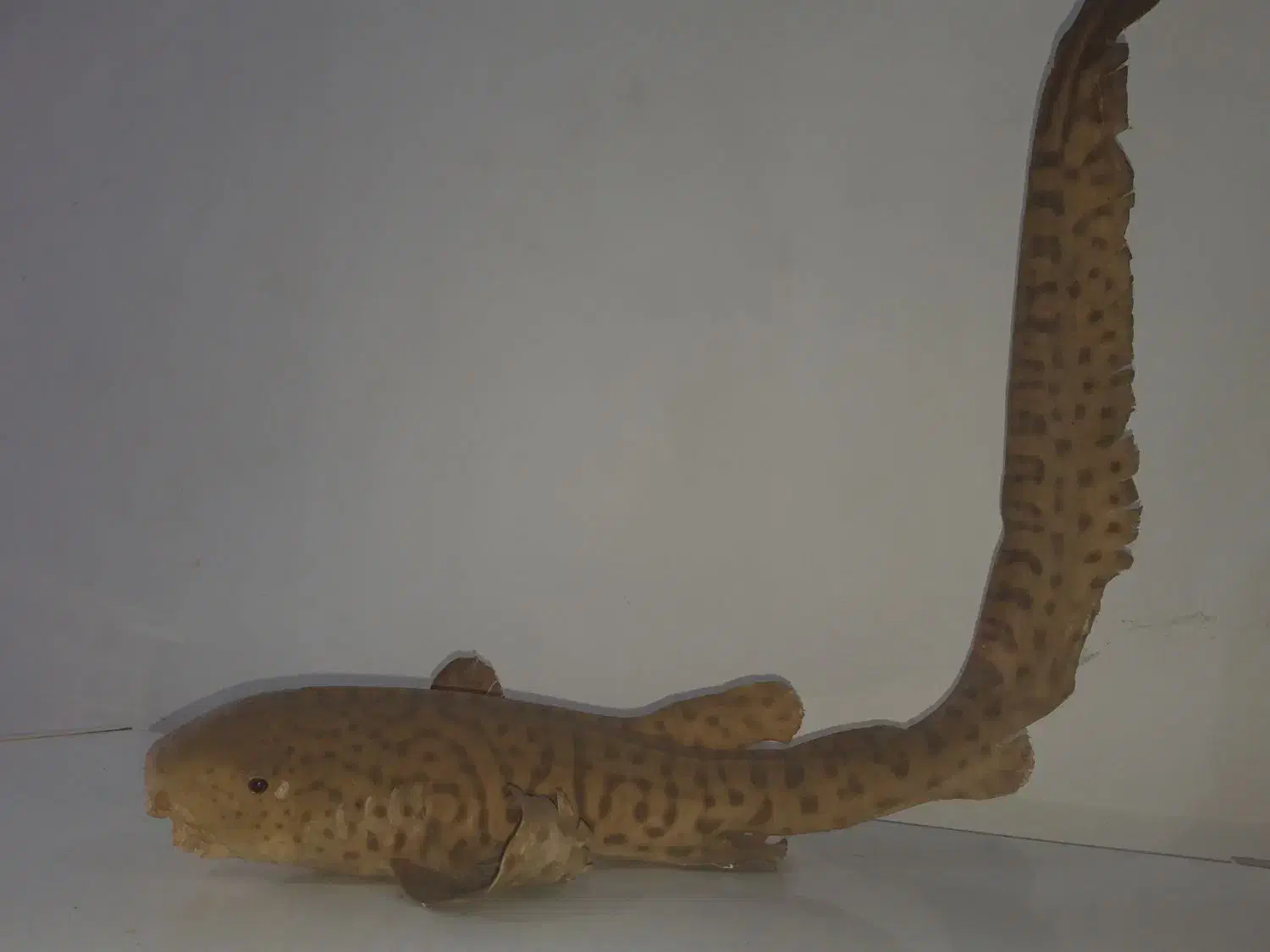 کوسه پلنگی|مجسمه، تندیس، ماکت|بوشهر, |دیوار