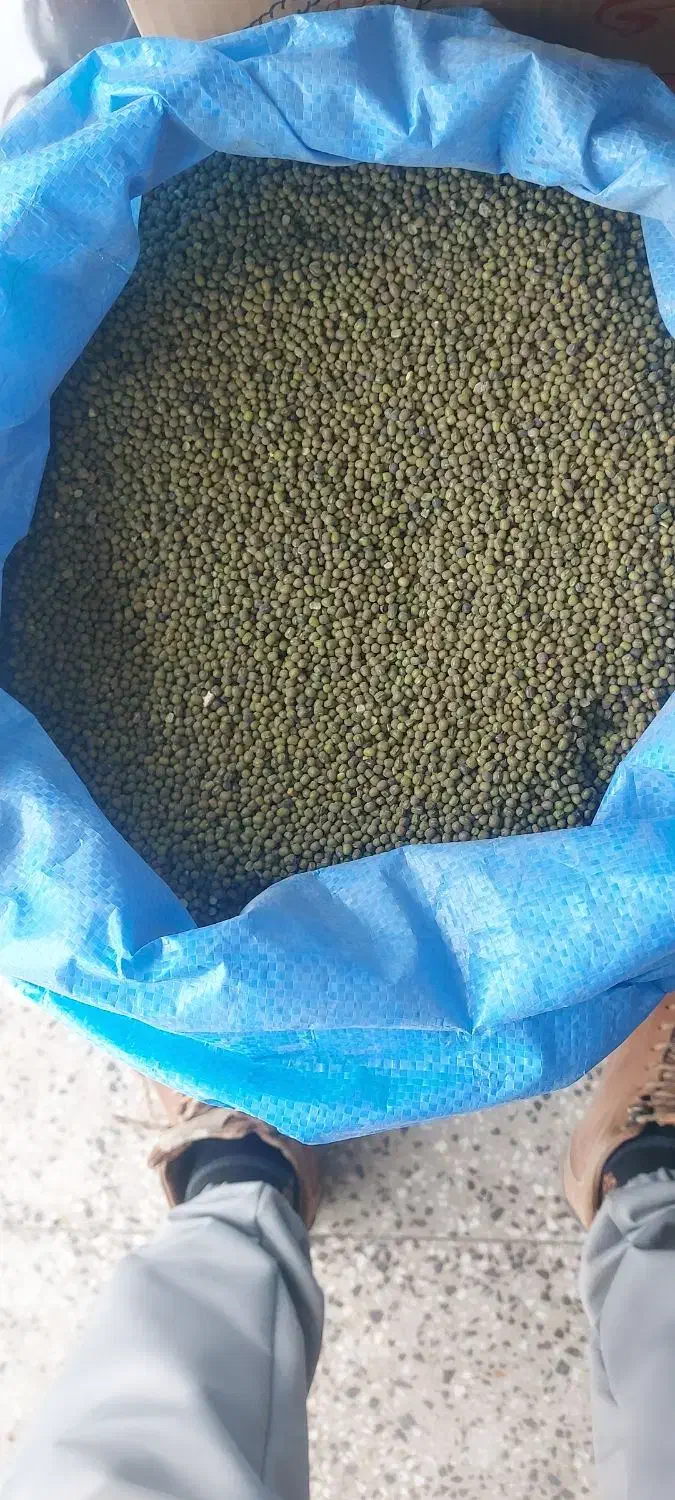 فروش ماش درجه۱ به قیمت مناسب|عمده‌فروشی|پاتاوه, |دیوار