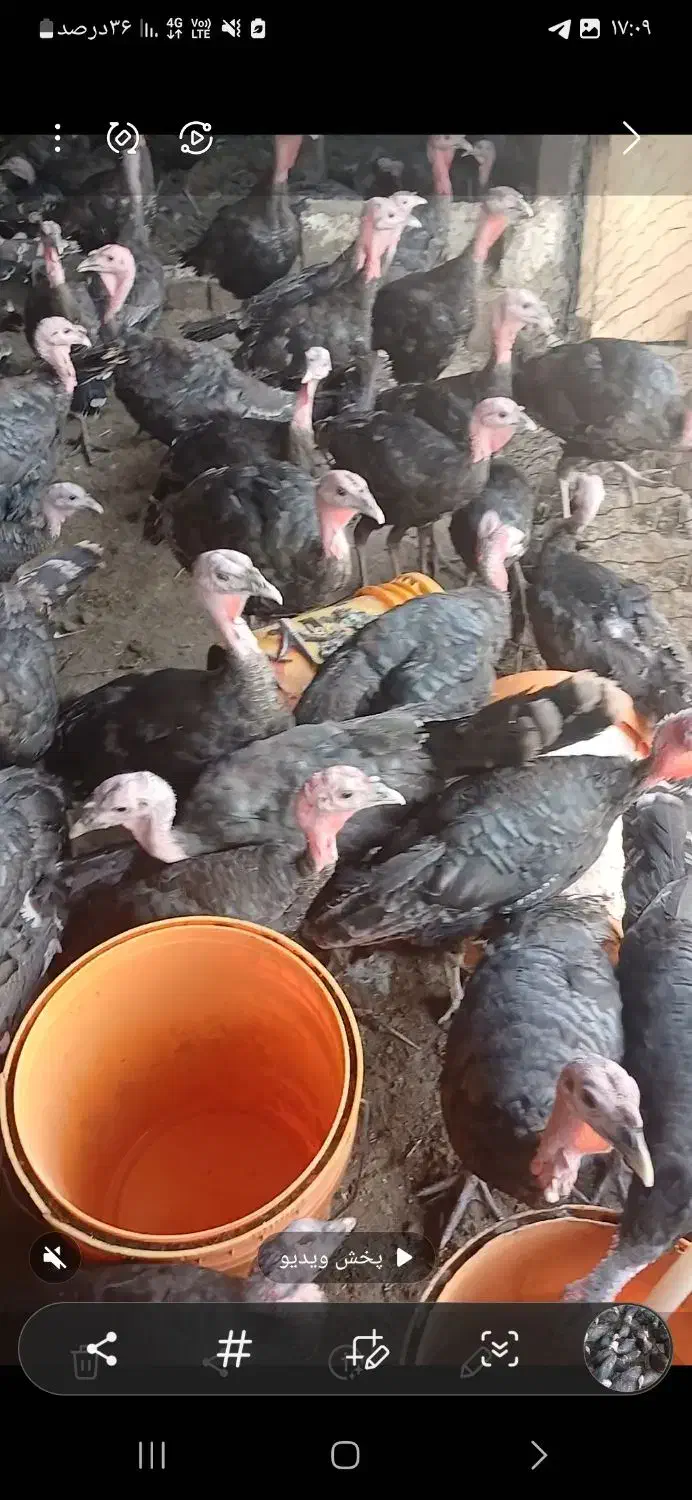 بوقلمون نر و ماده|حیوانات مزرعه|نظرآباد, مصطفی آباد|دیوار