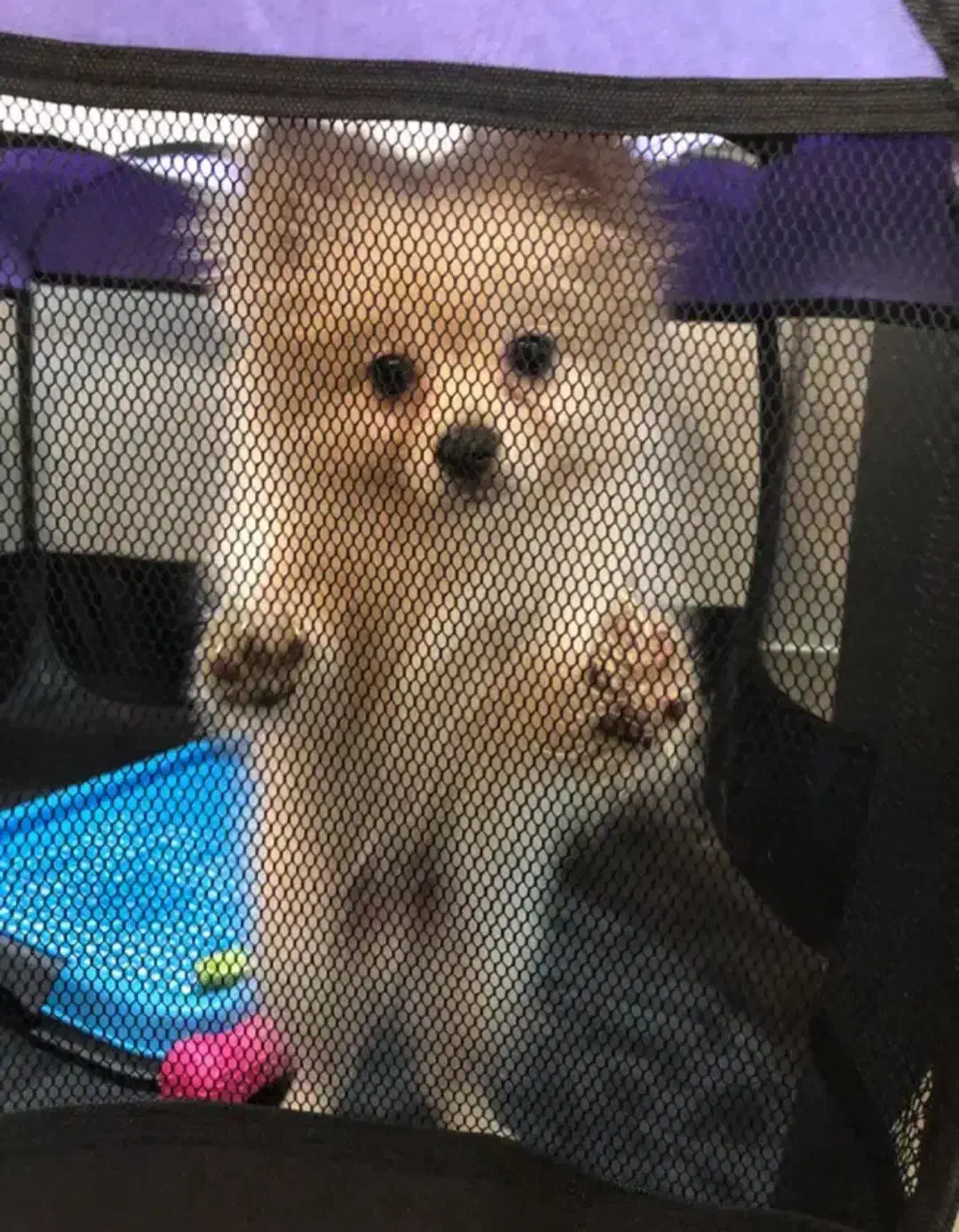 سگ پامر|سگ|کرمانشاه, |دیوار