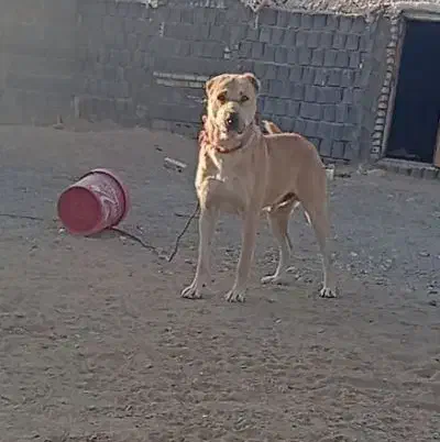 فروشی|سگ|فردوس (خراسان), |دیوار