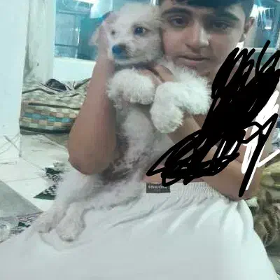 فروش سگ خانگی تریر۴ماهه|سگ|اصفهان, خانه اصفهان|دیوار