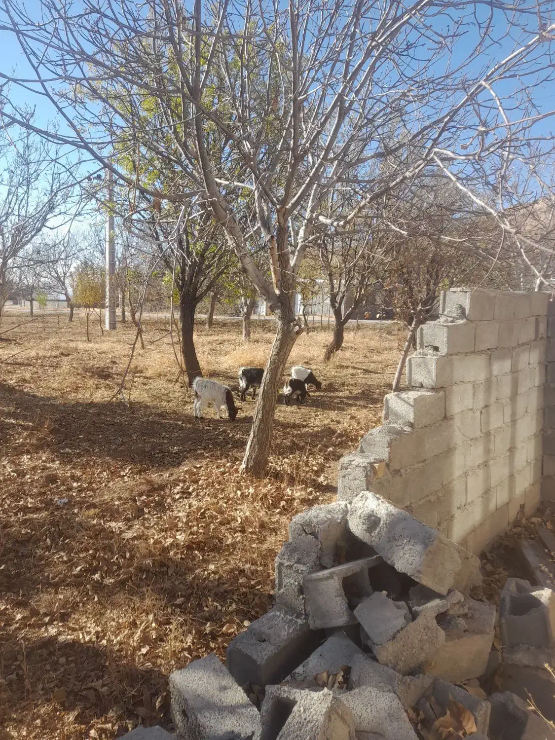 فروش بز و بزغاله|حیوانات مزرعه|قیدار, |دیوار