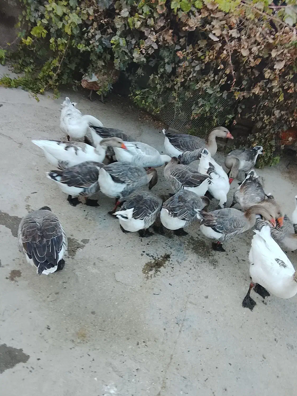 ۱۰عدد غو غاز چاقو چله|حیوانات مزرعه|بروجرد, |دیوار