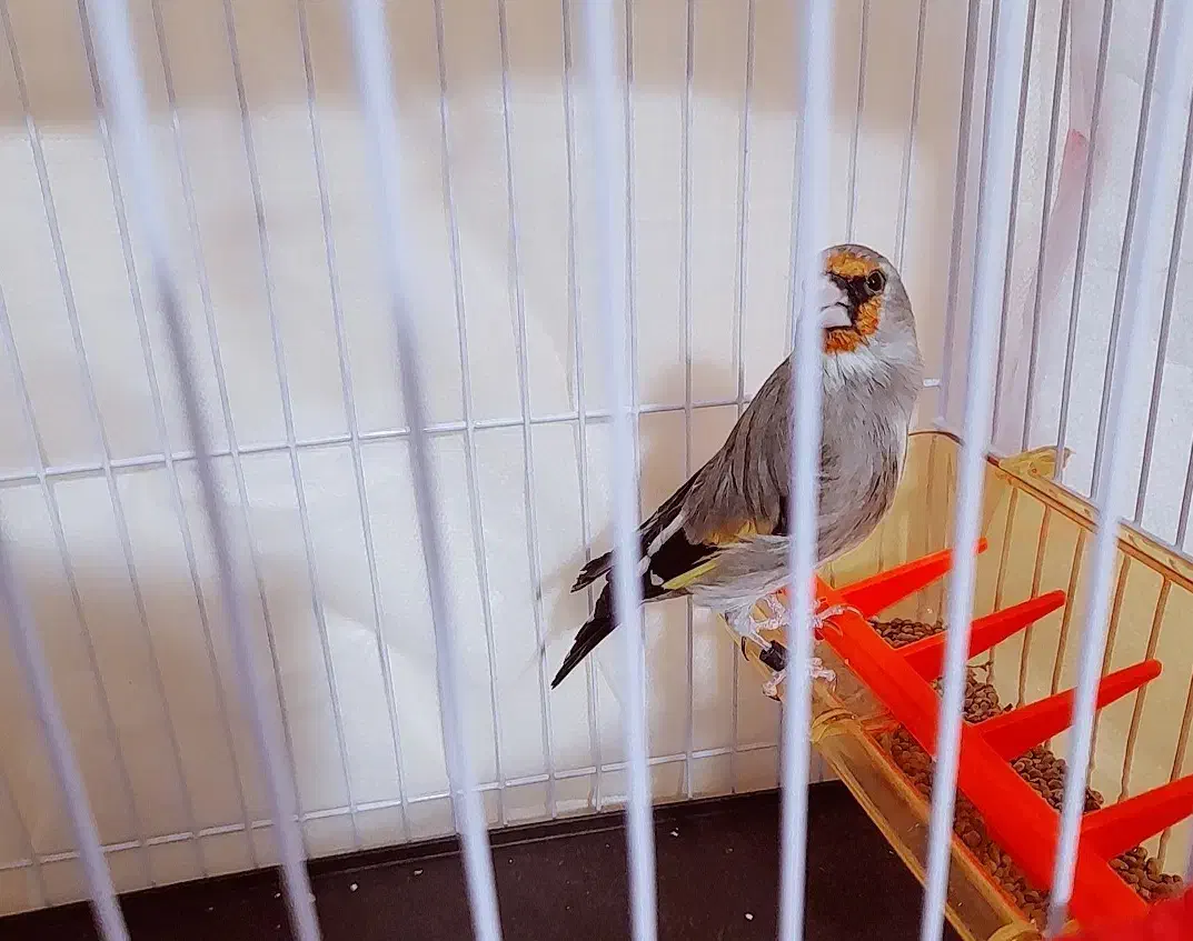 سهره پاسفید|پرنده|مشهد, کوی المهدی|دیوار