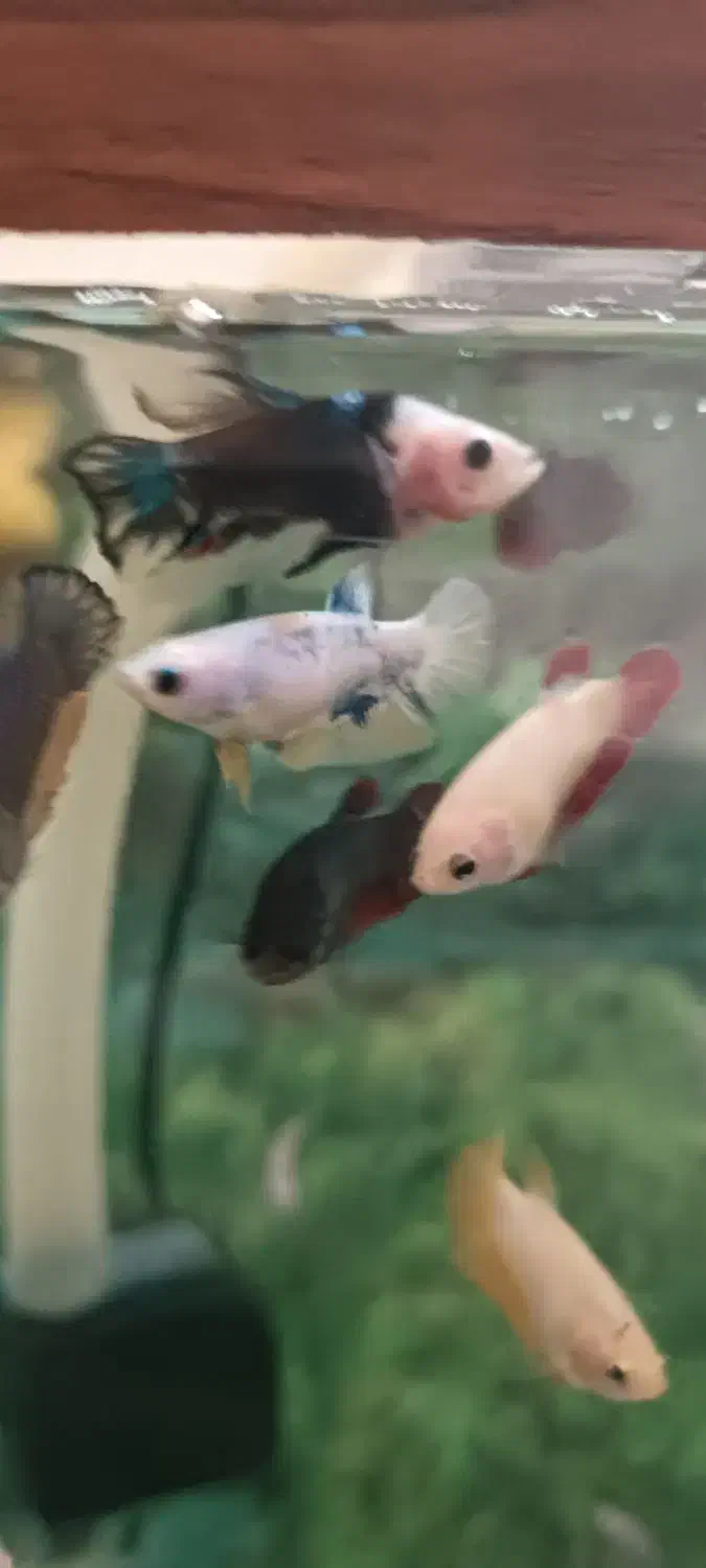 فروش ویژه ماهی فایتر گیاه روآبی و حلزون|ماهی|کرمانشاه, |دیوار