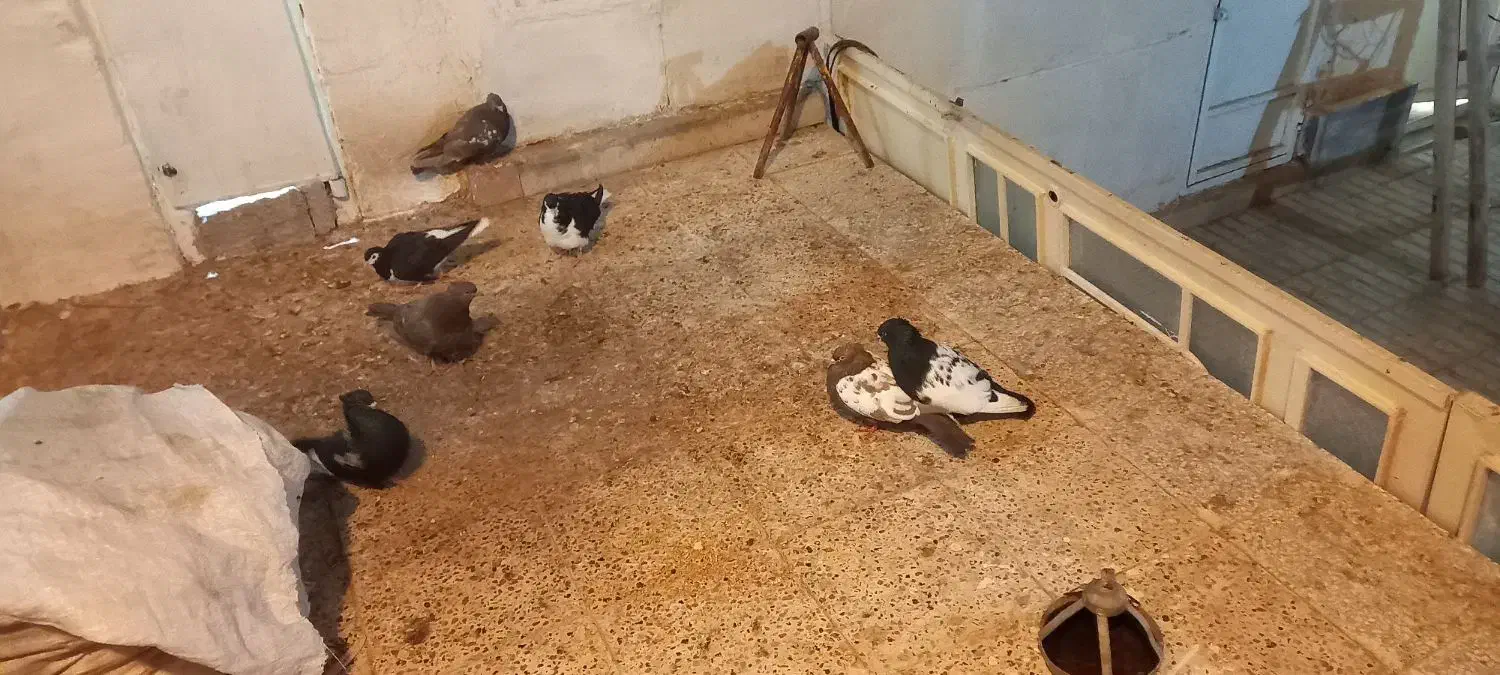 کبوتر|پرنده|تربتحیدریه, شهرک ولیعصر|دیوار