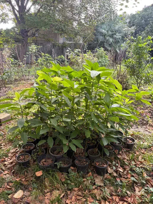 فروش نهال آووکادو|گل و گیاه طبیعی|نوشهر, |دیوار