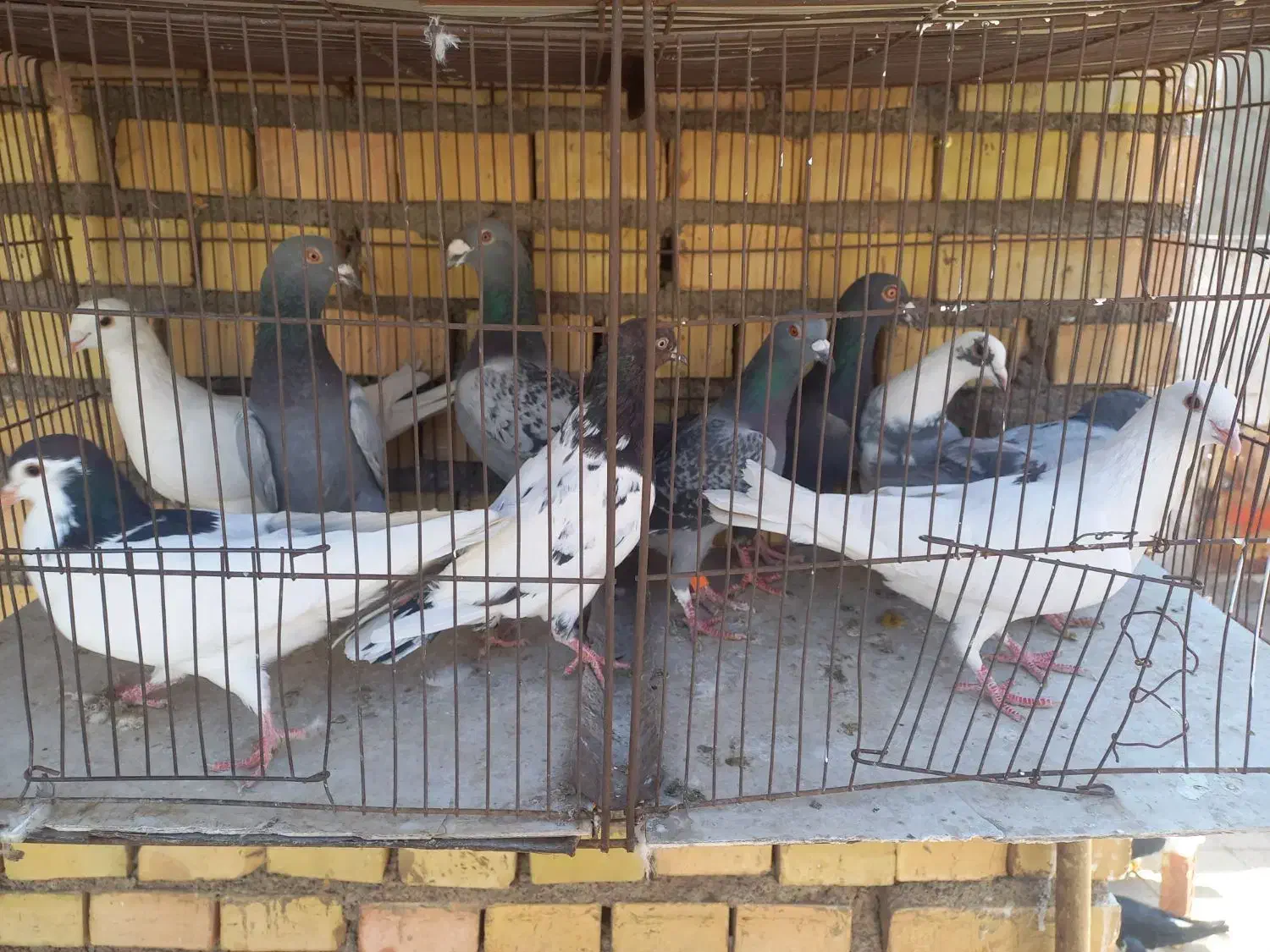 آلمانی|حیوانات|مشهد, کارمندان دوم|دیوار