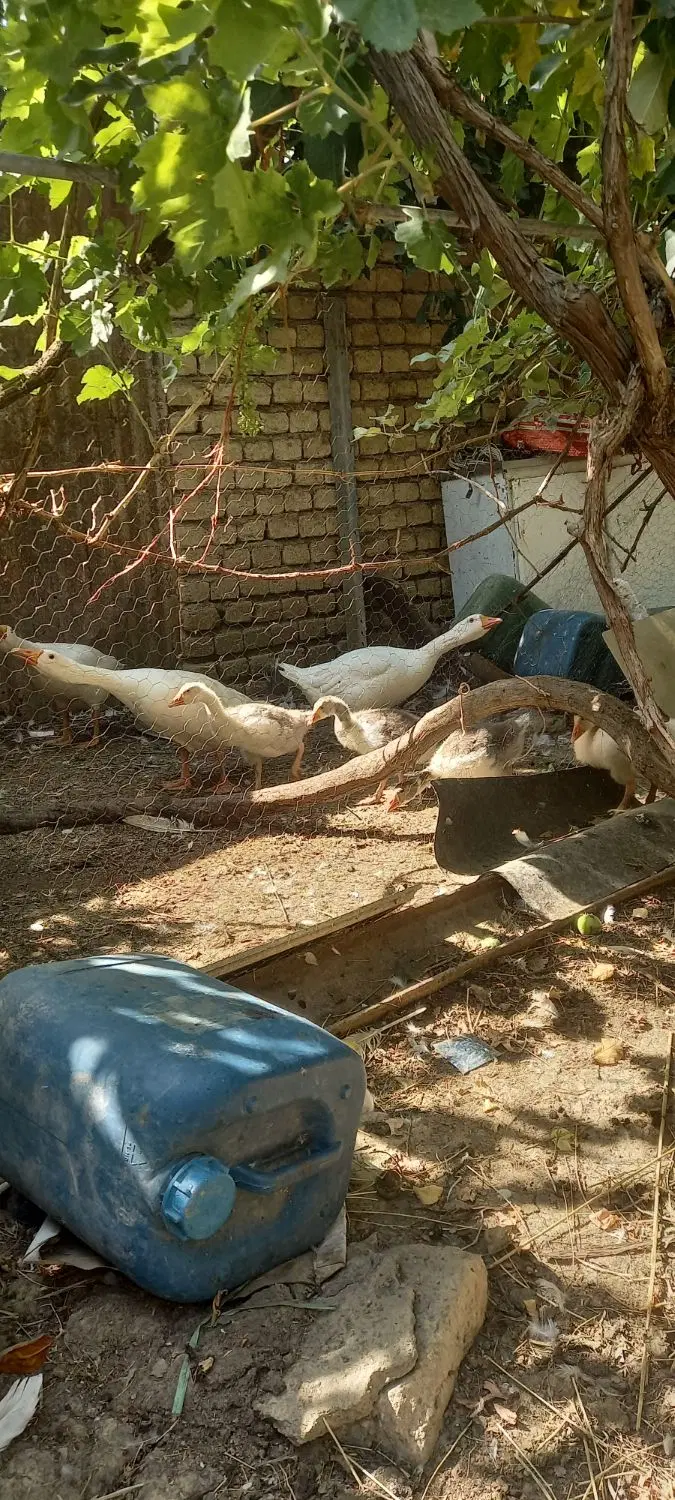 قاز|پرنده|زند, |دیوار