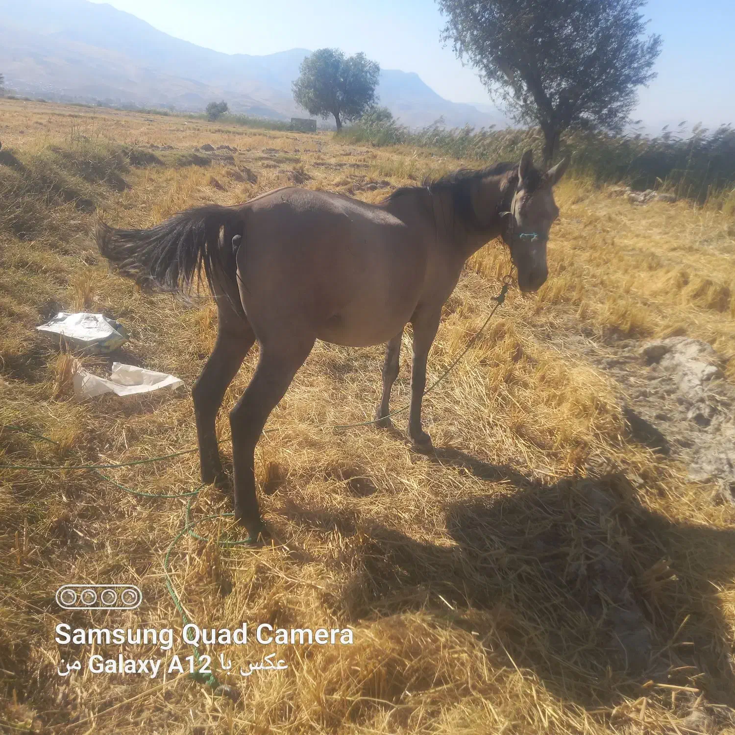 سه عدد مادیان پرخون و لونی|اسب و تجهیزات اسبسواری|دورود, |دیوار