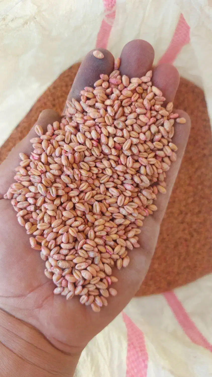 فروش بذر گندم آبی مادری و گواهی فرانسوی|عمده‌فروشی|روانسر, |دیوار