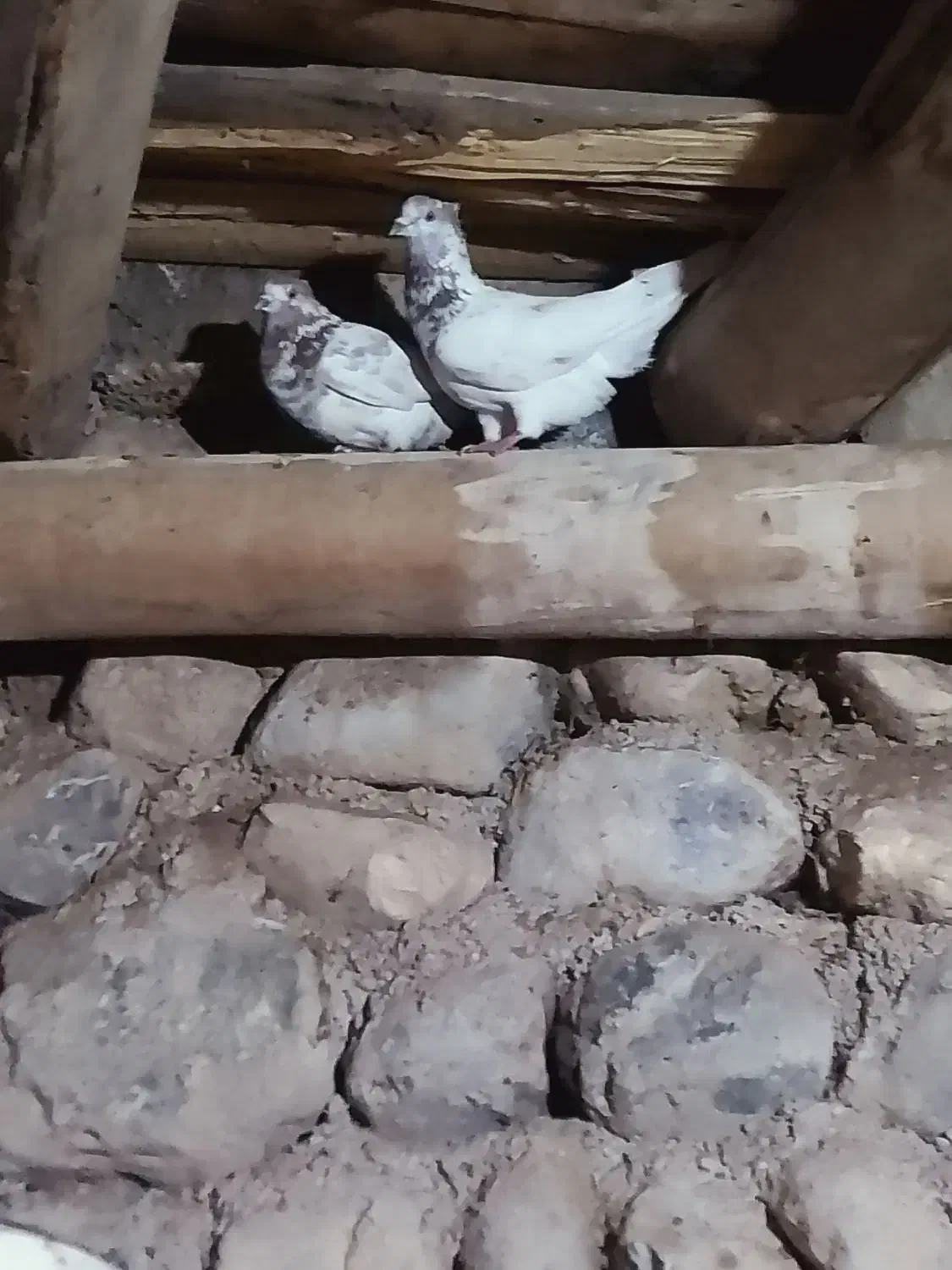 3000000|پرنده|سیلوانه, |دیوار