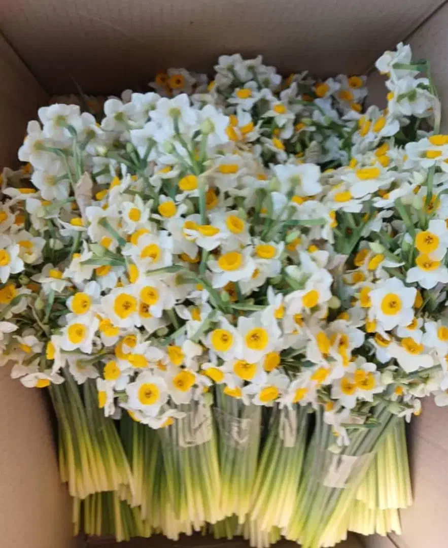 فروش گل نرگس شهلا|گل و گیاه طبیعی|جره و بالاده, |دیوار