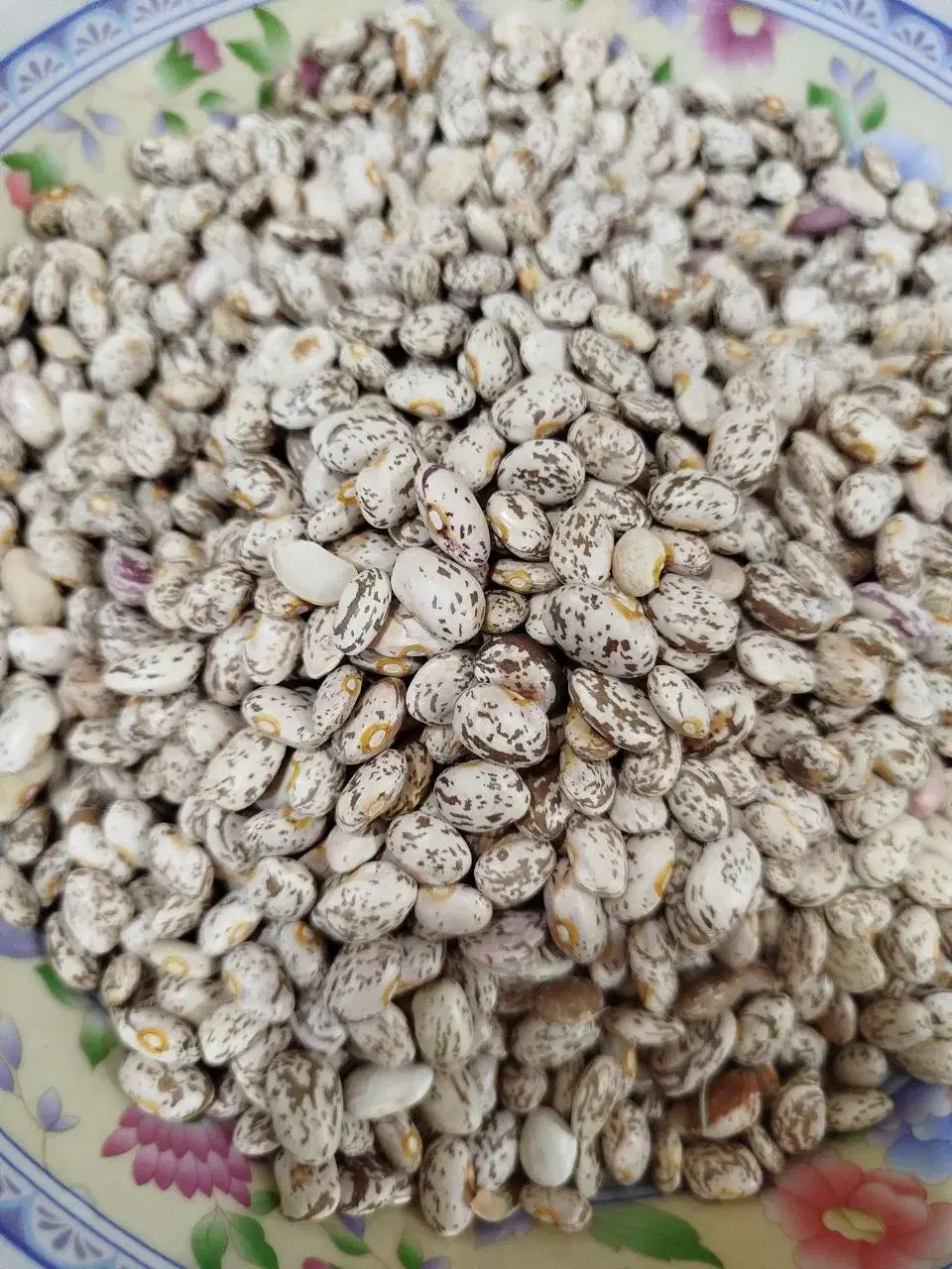 لوبیا چیتی خوش پخت|خوردنی و آشامیدنی|دره شهر, |دیوار