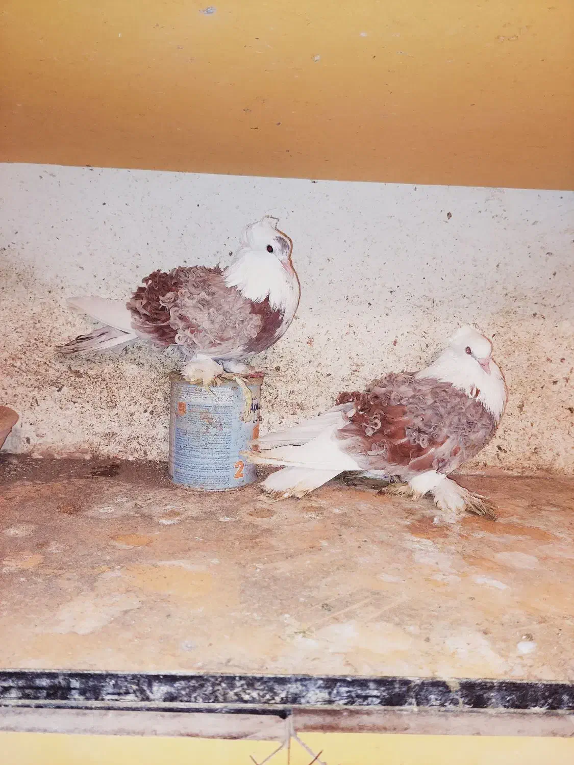 یک جفت کبوتر جکسون فرگوسفندی اصل|پرنده|بابل, |دیوار