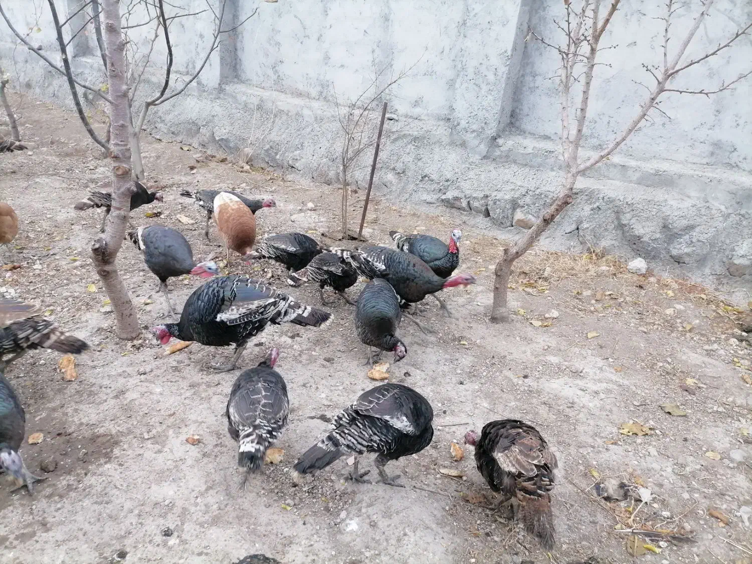 بوقلمون محلی با وزن|حیوانات مزرعه|مشگین شهر, |دیوار