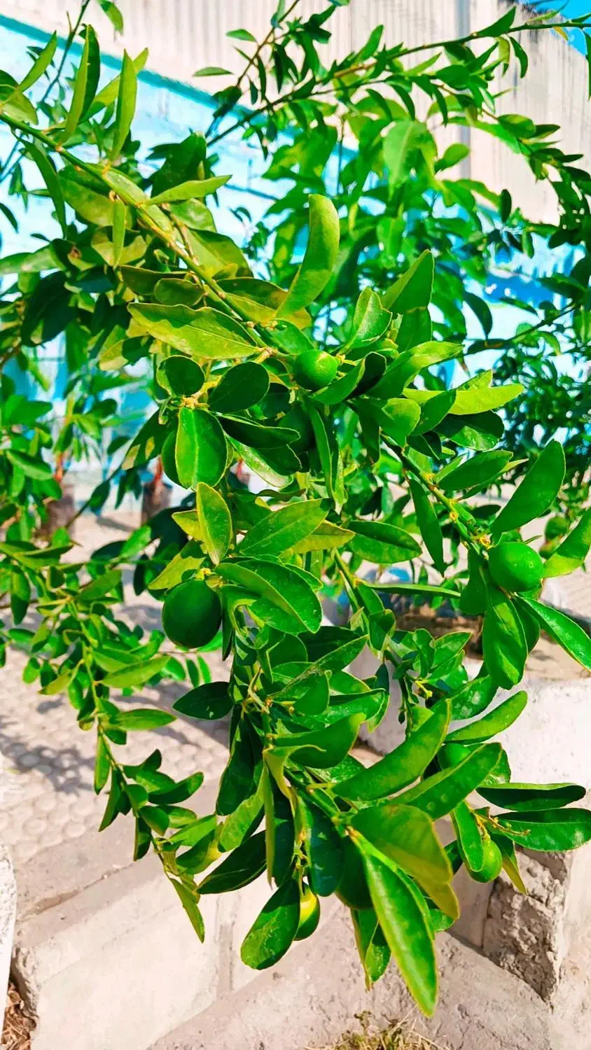 فروش انواع گلهای طبیعی شاخه بوته نهال انبه زیتون|گل و گیاه طبیعی|عنبرآباد, |دیوار