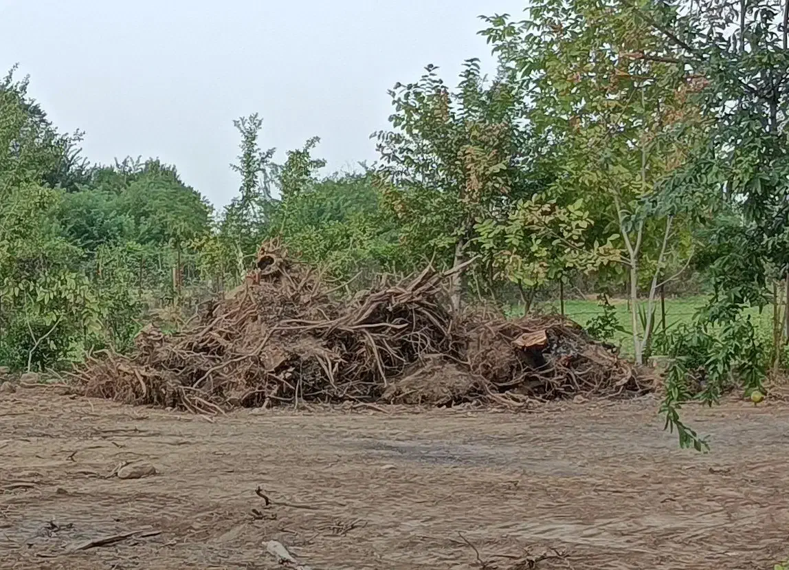 فروش عمده ریشه درخت تنومند قیمت عالی|خدمات باغبانی و درختکاری|ماکلوان, |دیوار