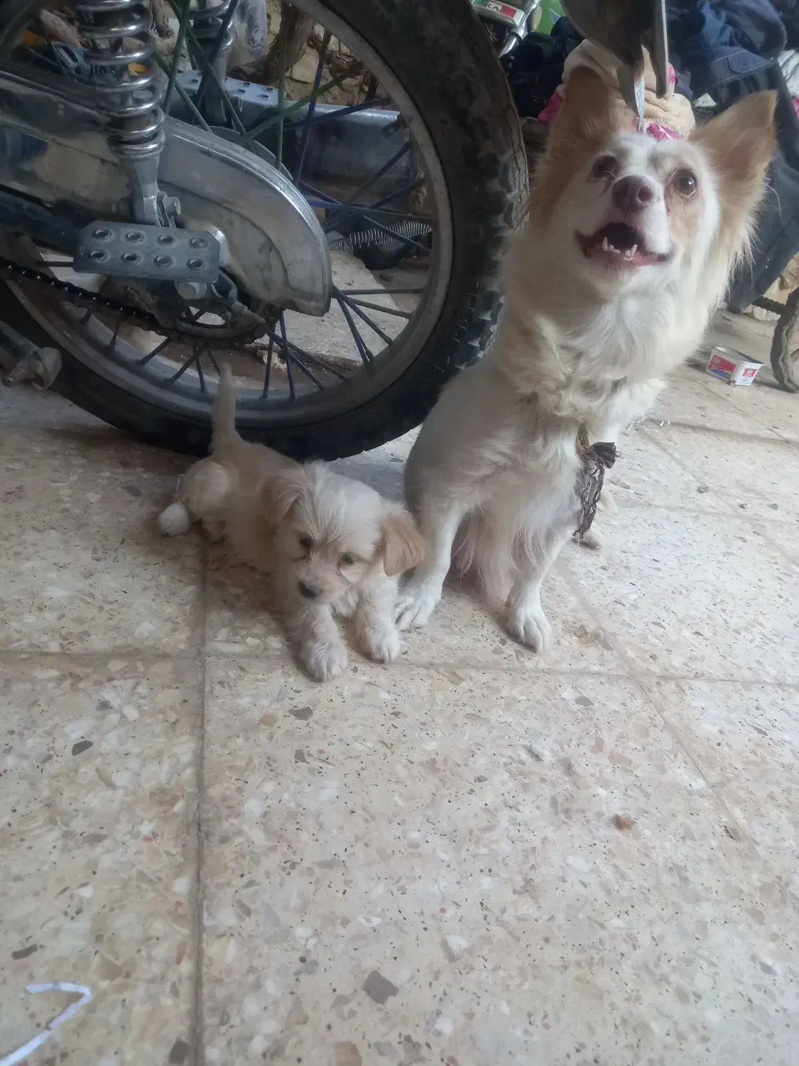 یک طوله سگ پامرروباهی سایز سفر خیلی بازیگوش|سگ|زابل, |دیوار