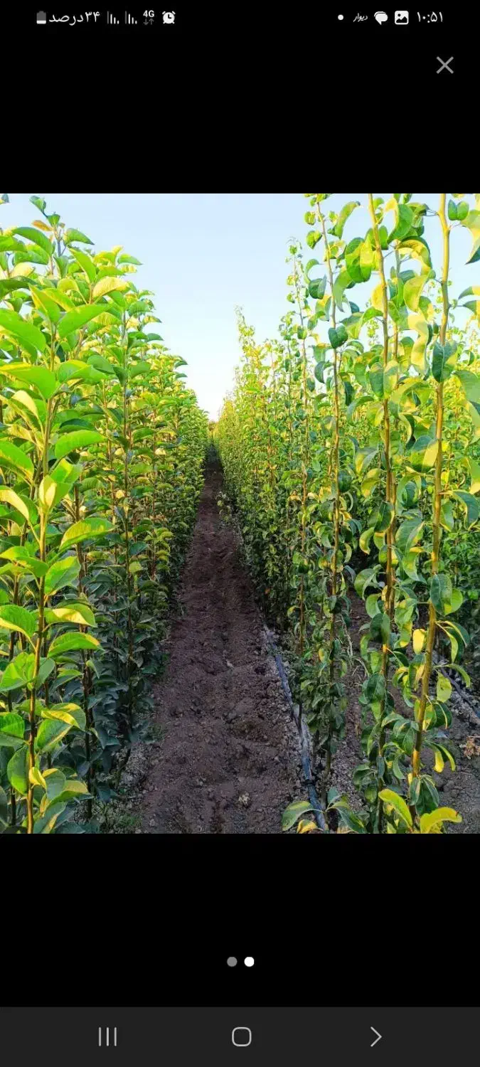 گلابی بیروتی ، درخت گلابی ، نهال،نهالستان در مشهد|خدمات باغبانی و درختکاری|مشهد, خواجه ربیع|دیوار