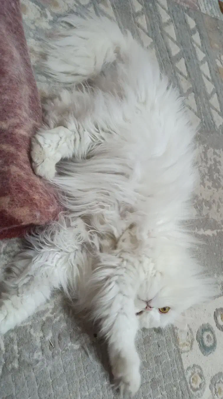 گربه پرشین نر سفید|گربه|کاشمر, |دیوار