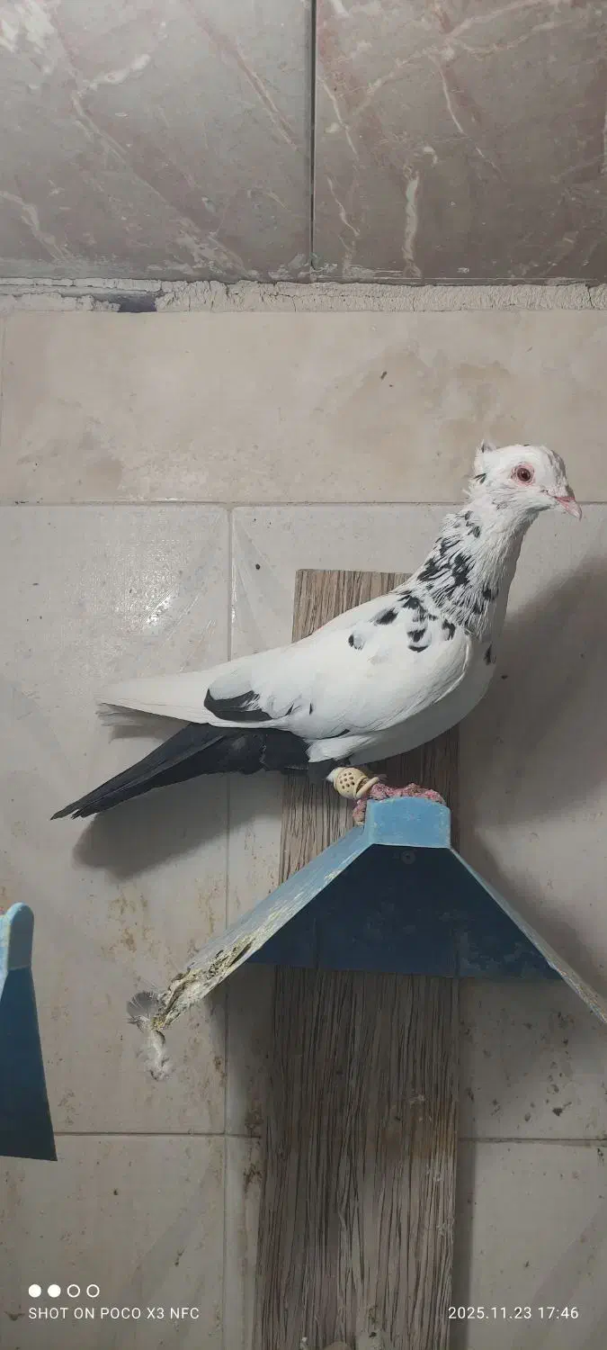 پرنده کبوتر رنگی دمبی|پرنده|اندیمشک, |دیوار