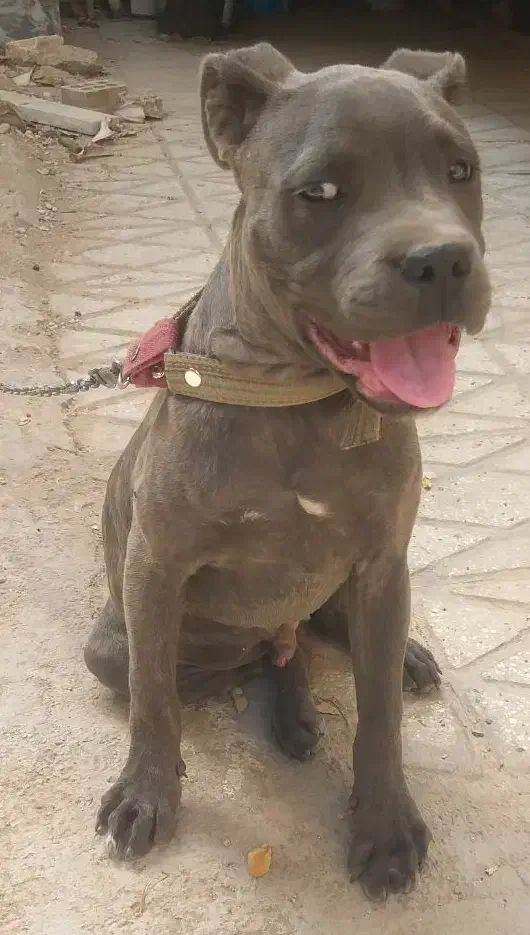 کنکورسو اصیل|سگ|نوشهر, |دیوار