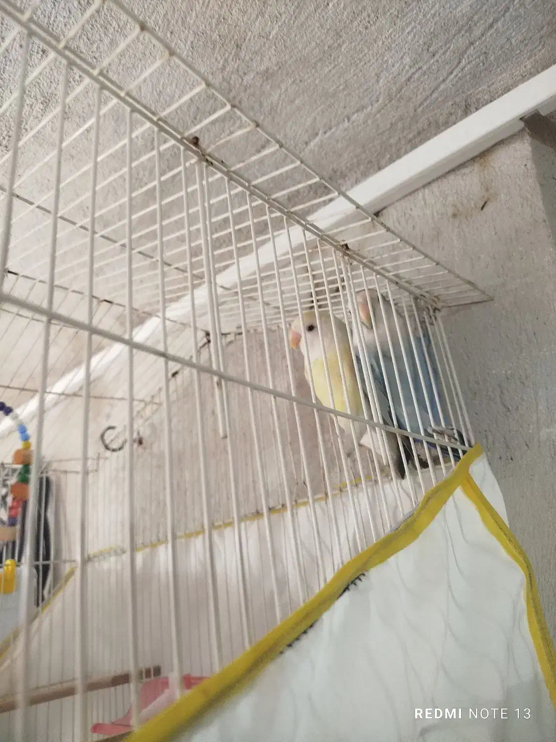 طوطی برزیلی|پرنده|ایلام, |دیوار