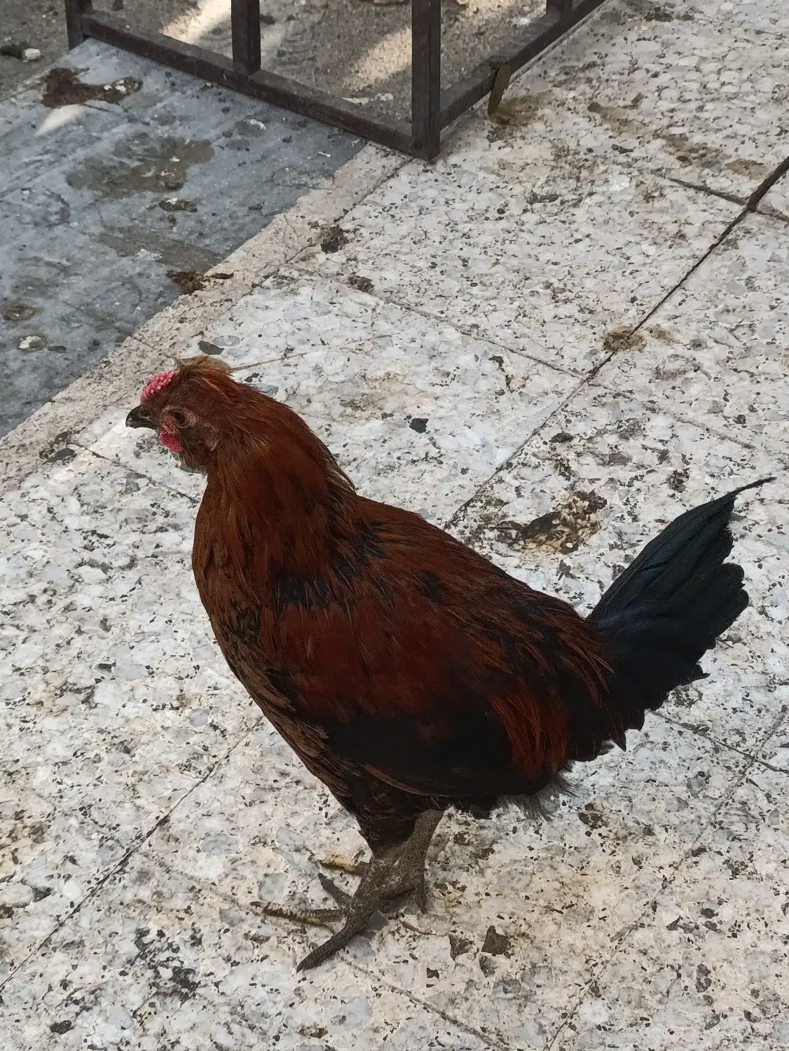 تعدادی خروس گلین چهل تاج کاکلی ریشو شش ماهه|حیوانات مزرعه|رباطکریم, کیکاور|دیوار