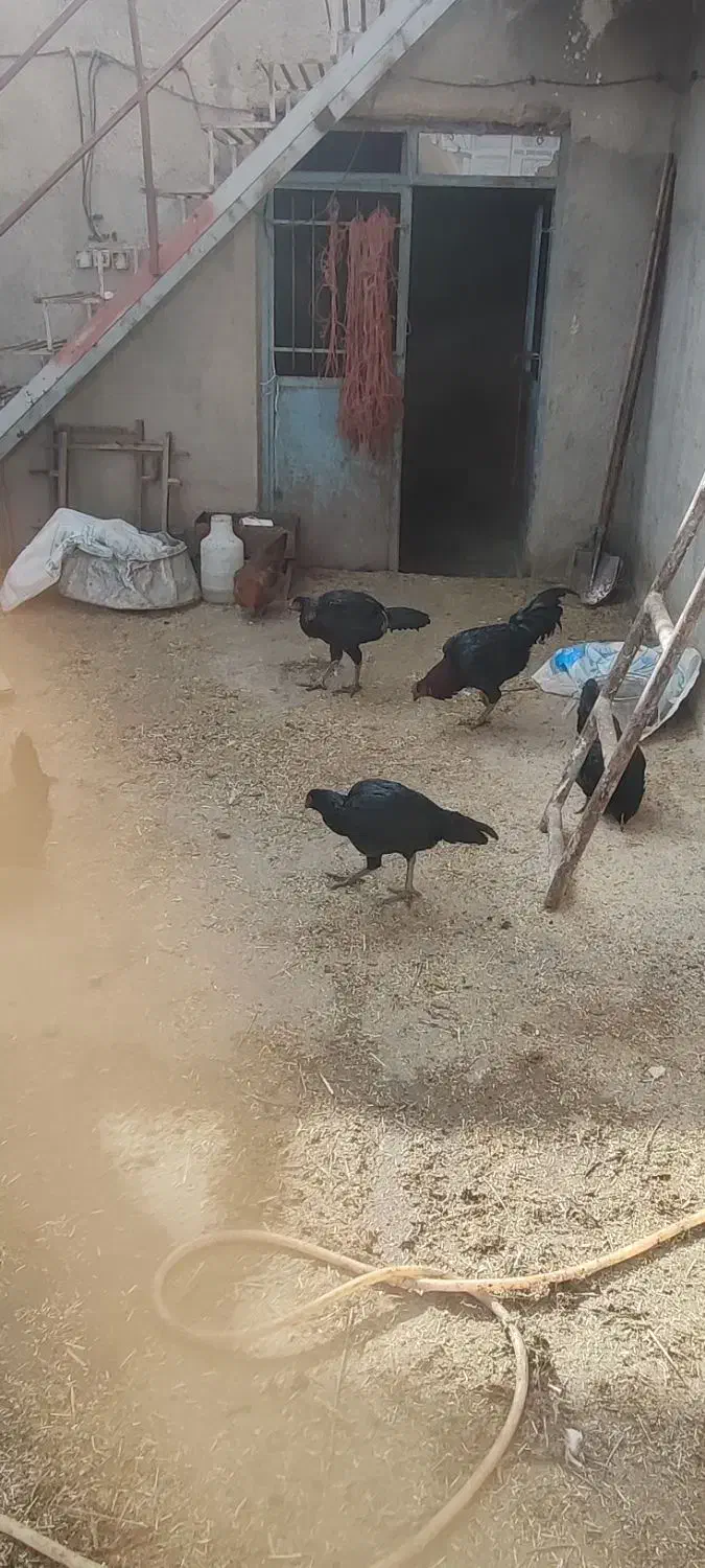 مرغ و خروس لاری و گلین|حیوانات مزرعه|رزن, |دیوار