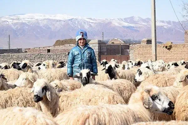 بره نر جوان|حیوانات مزرعه|کاشان, مزرعه نواب|دیوار