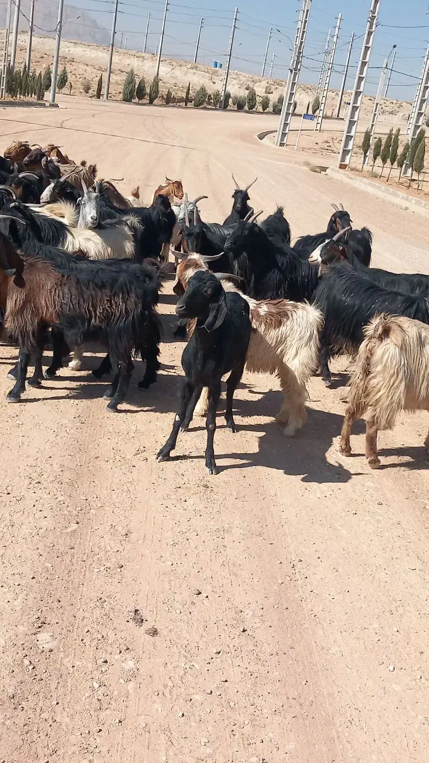۱۱ راس بز کهره دار جوان ترکی|حیوانات مزرعه|شیراز, کوشک میدان|دیوار