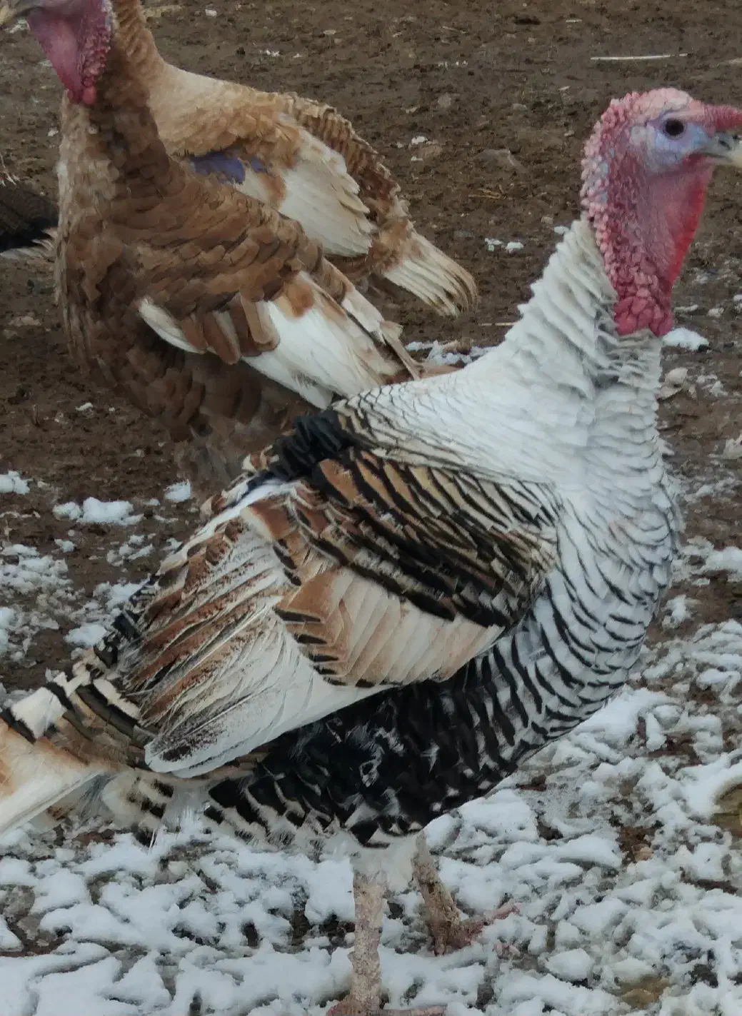 بوقلمون محلی اصل|حیوانات مزرعه|شوط, |دیوار