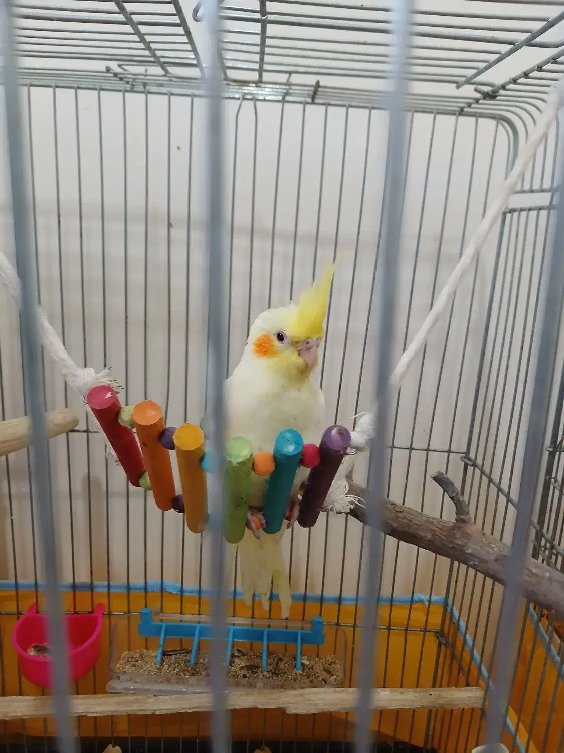 جوجه لوتینو|پرنده|قم, وادی السلام|دیوار