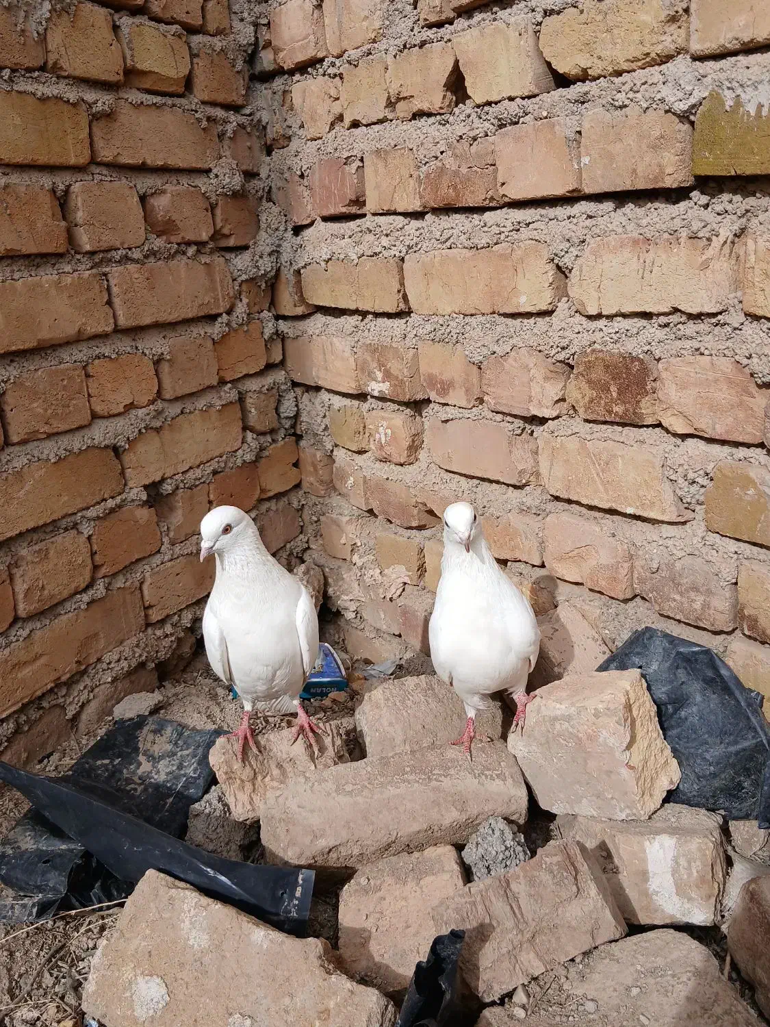 کبوتر|پرنده|بوئین زهرا, |دیوار