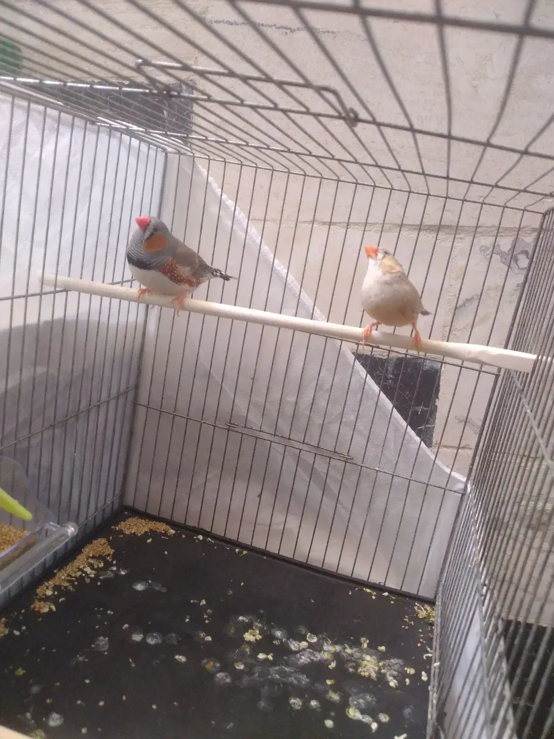 فنچ کینگ|پرنده|محلات, |دیوار