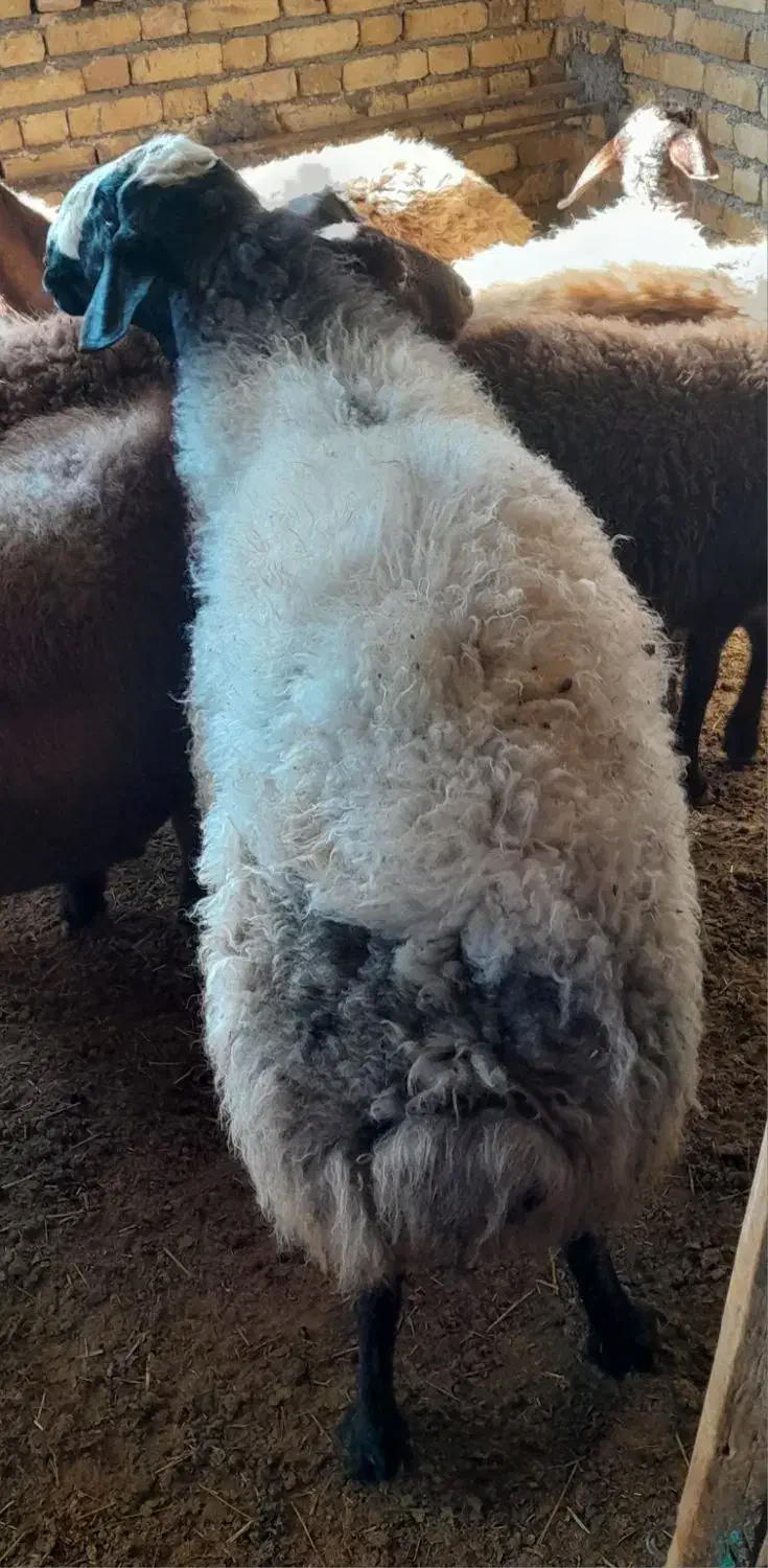 قوچ شال|حیوانات مزرعه|صحنه, |دیوار