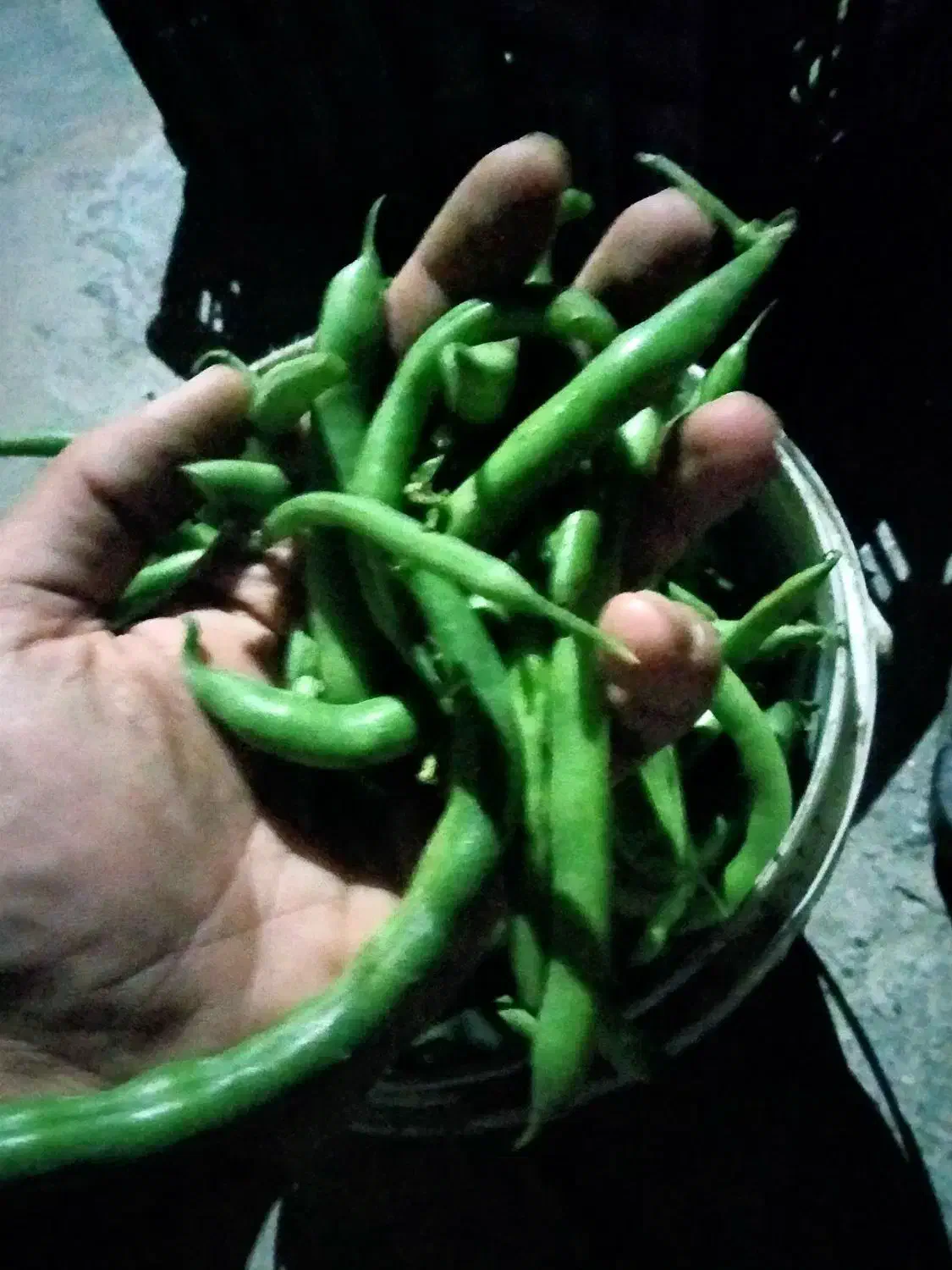 لوبیا سبز تازه چین|خوردنی و آشامیدنی|نوکنده, |دیوار