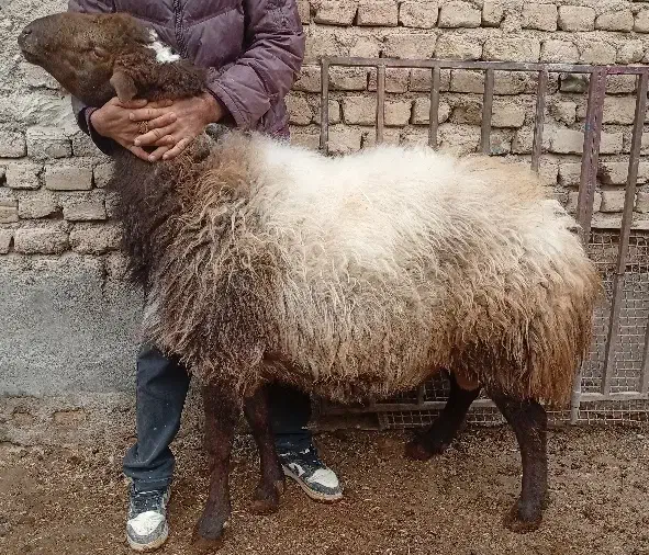 قوچ پلنگ|حیوانات مزرعه|چناران, |دیوار