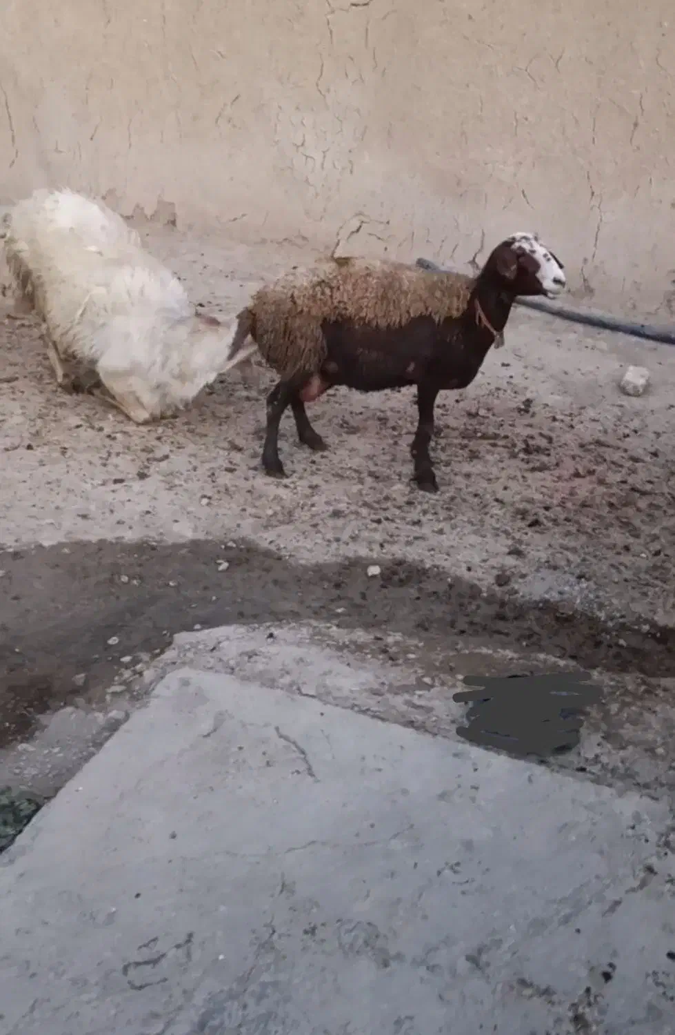 شیشک قوچ زانو زن|حیوانات مزرعه|خنداب, |دیوار