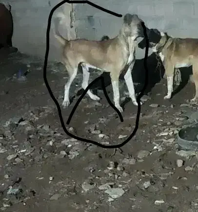 سگ سرابی   فی 14|سگ|اهر, |دیوار