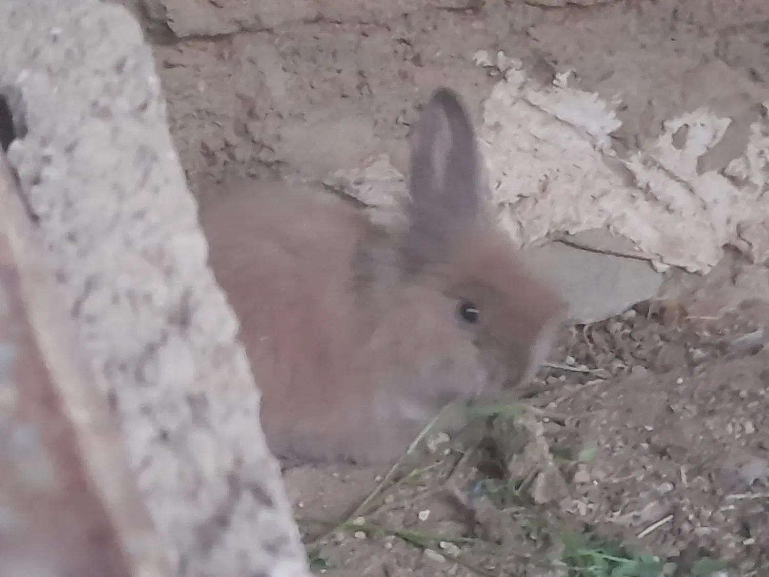 خرگوش پشمالو دونه|موش و خرگوش|سراوان, |دیوار