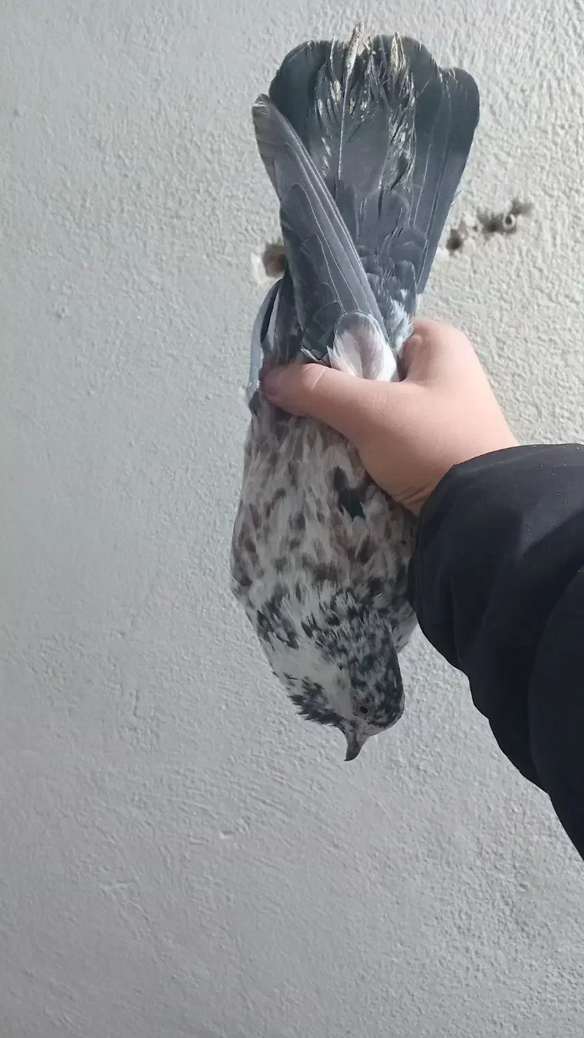 کفتر نر پرشی قاره مست مست|پرنده|شهریار, شهرک وائین|دیوار